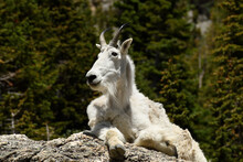 Mountain Goat Resting On A Rock