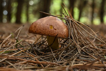 Macro Shot Of An Isolated Edible Mushroom In A Coniferous Forest. A Brown Mushroom Grows From Under The Pine Needles.