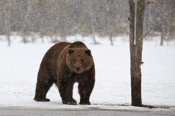Wall Mural - brown bear in winter