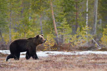 Wall Mural - brown bear in the finnish taiga in late winter