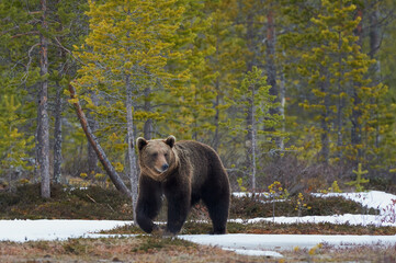 Wall Mural - brown bear in the finnish taiga in late winter