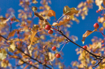 Fruits of a wild apple tree on a branch. Branch with red apples.