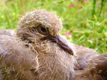Cute Furry And Fluffy Chick Baby Dove Pigeon Bird On A Tree In Garden Park Nature Greenery, Animal Wildlife, Birds