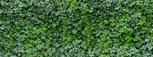 Hedge Ivy Background. Foliage Of Green Plants