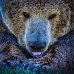 brown bear portrait close up