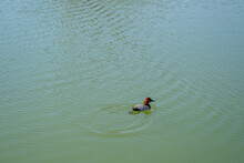 Duck Swimming In Lake Water