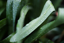 Fresh Spring Time Raindrops On Agapanthus Leaves