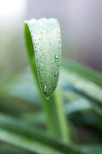 Fresh Rain Drops On Agapanthus Leaf