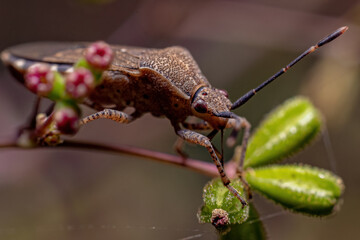 Wall Mural - Adult True Bug