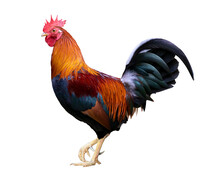 Colorful Free Range Male Rooster Isolated On White Background With Clipping Path