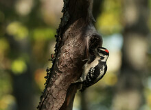 A Ladderback Woodpecker Pecking A Hole In A Tree