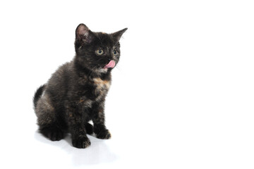  a black spotted purebred kitten sits on a white isolated background