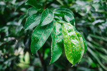 Closeup Of Soursop Or Graviola Leaves With Raindrops On Them. 