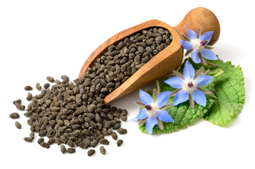 Wall Mural - dried borage seeds in the wooden scoop, with fresh leaves and flowers, isolated on white background