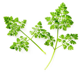 Sticker - fresh chervil isolated on white background, top view