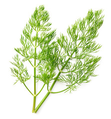 Wall Mural - fresh dill herb isolated on white background, top view