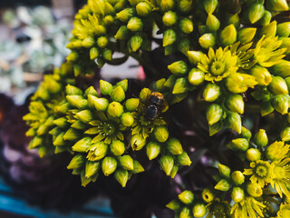 Sticker - Green plant