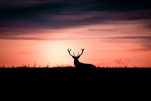 Wild Red Deer (Cervus Elaphus) During Red, Bloody Sunset In Wild Nature, In Rut Time, Silhouette Picture, Photo, Wildlife Photography Of Animals In Natural Environment, Protect Animals, Hunting