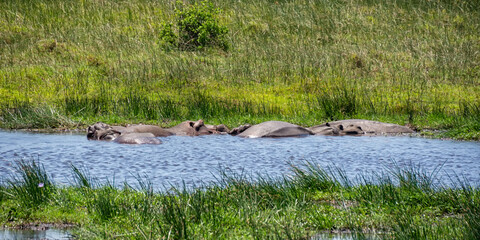 Wall Mural - Hippos