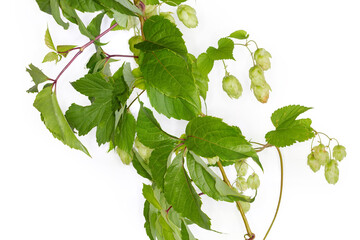 Wall Mural - Branch of hop with leaves and cones on white background