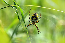 Horizontal Photo Zoom Spider Stripes Yellow And Black Argiope. Macro Insect Family Araneidae Biodiversity