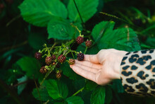 Woman Touching Fresh Blackberries