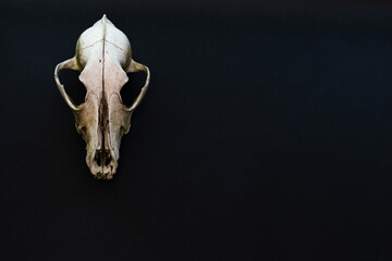 Poster - Old dog skull on a black paper background. Mockup, place for text, copy space