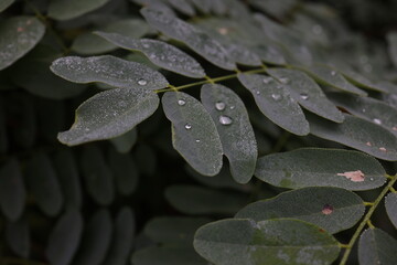 Wall Mural - Dew drops on the leaves of the plant