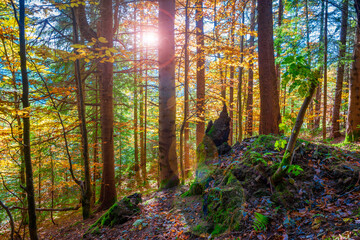 Canvas Print - Sunny autumn forest.