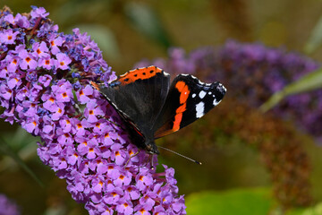 Wall Mural - Admiral // Red admiral (Vanessa atalanta) auf Fliederblüte