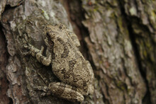 Gray Tree Frog Hyla Chrysoscelis On Pine Tree In Eastern Texas