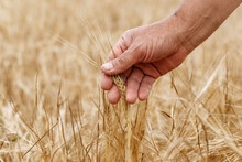 Man Touching Wheat Crop In Field