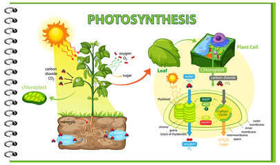 Wall Mural - Diagram showing process of photosynthesis in plant