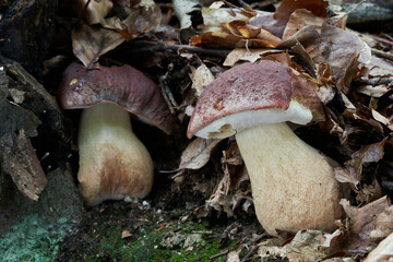 Edible mushroom Boletus pinophilus in beech forest. Known as  pine bolete or pinewood king bolete. Two wild bolete mushroom growing in the leaves.