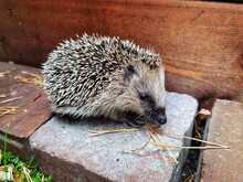Beautiful Little Hedgehog In The Garden. Close Up.