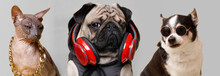 Portrait Of Dog Of The Pug Breed In The Hoodie Listening To Music In Headphones. Cat Of Sphinx Breed And Chihuahua Wearing In Fashion Glasses And Gold Chain. Gray Background.