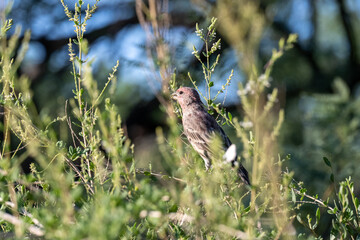 Poster - Closeup shot of a bird on a tree branches