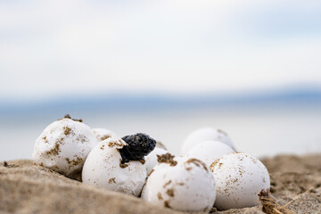 Hatching Loggerhead Baby Turtle at Kefalonia (Greece)