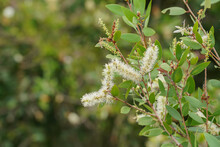 Close Up Of Melaleuca Quinquenervia Flower On Blur Background.