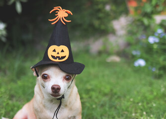 brown  short hair  Chihuahua dog wearing Halloween witch hat decorated with pumpkin face and spider, sitting in the garden, looking at camera.