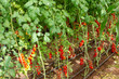 Growing of red salad or sauce tomatoes in greenhouses in Lazio, Italy