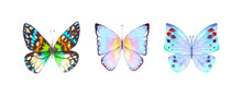 Watercolor Botanical Summer Set Of Multicolor Colorful Butterflies