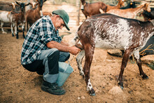 Senior Male Goat Herder Milking Goat In Bucket