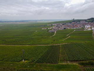 View on green pinot noir grand cru vineyards of famous champagne houses in Montagne de Reims near Verzenay, Champagne, France