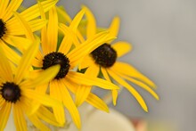 Rudbeckia Flowers In Teacup, Autumn Evening, Concept Of Autumn Time Decoration, Space For Text.