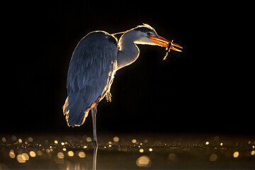 Canvas Print - Silhouette of Grey heron hunting at night