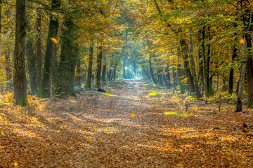 Poster - Walkway in hazy autumn forest