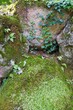 岩壁に絡まる蔦と苔