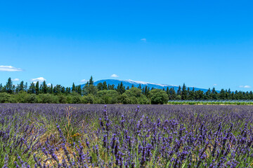 Mont Ventoux mountain with blooming lavender field in the foreground in the Provence region of southern France