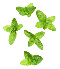 Wall Mural - Green mint leaves isolated